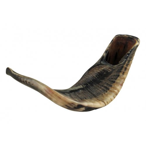 Large Natural Black Rams Horn Shofar 17