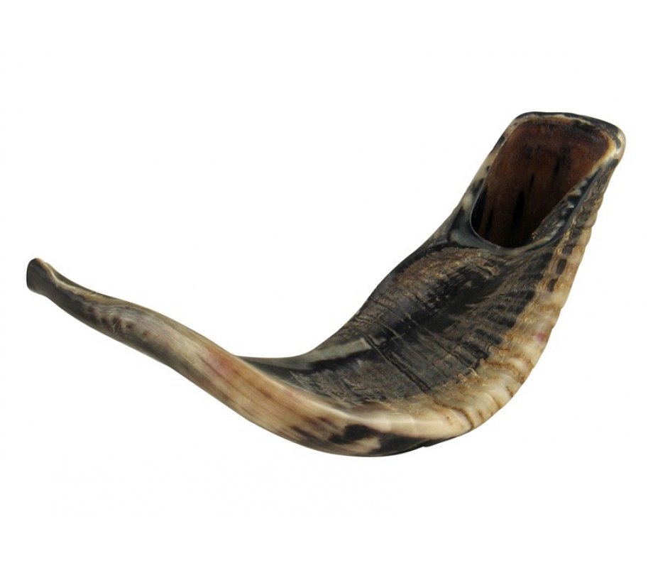 Large Natural Finish Black Rams Horn Shofar 15
