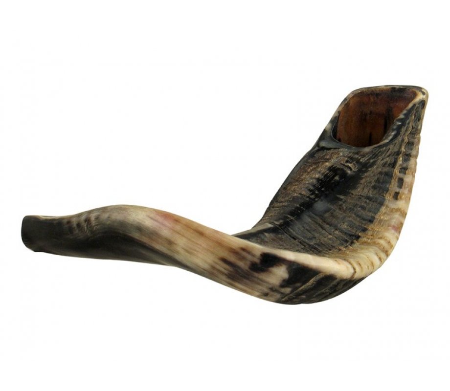 Large Natural Finish Black Rams Horn Shofar 15