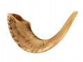 Large Natural Rams Horn Shofar 15