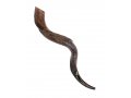 Large Natural Yemenite Shofar Kudu Horn 33