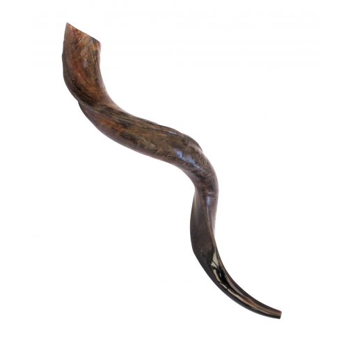 Large Natural Yemenite Shofar Kudu Horn 33