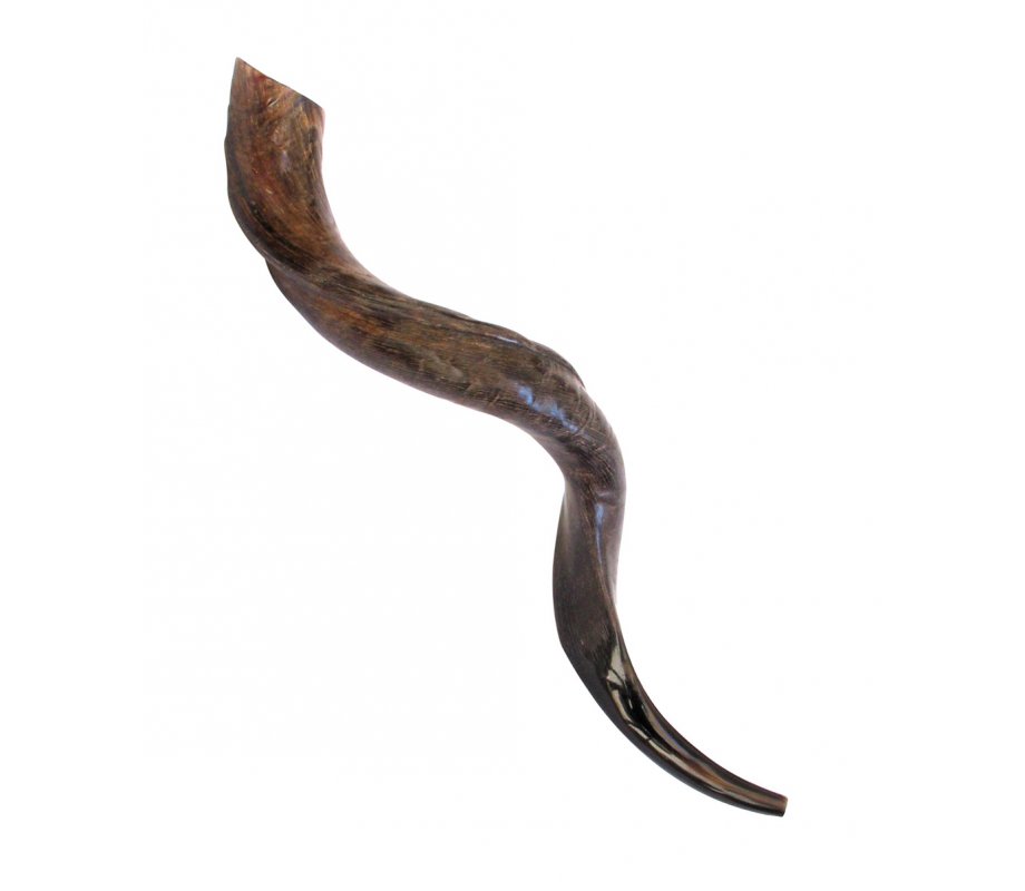 Large Natural Yemenite Shofar Kudu Horn 33