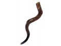 Large Natural Yemenite Shofar Kudu Horn 37