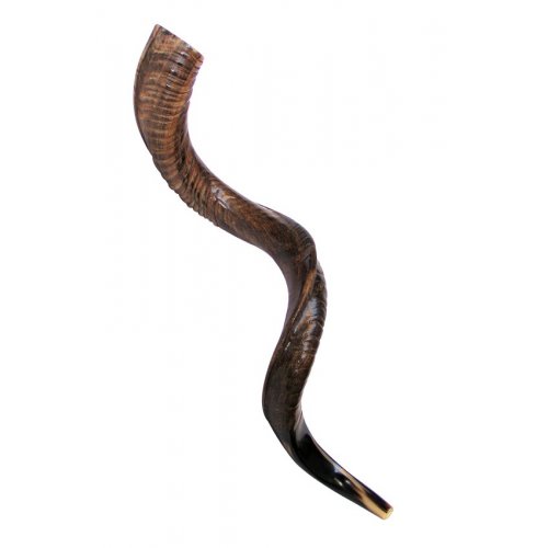 Large Natural Yemenite Shofar Kudu Horn 37