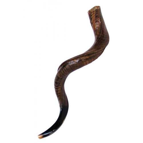 Large Natural Yemenite Shofar Kudu Horn 37