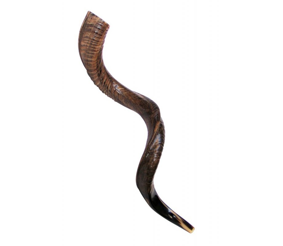 Large Natural Yemenite Shofar Kudu Horn 37