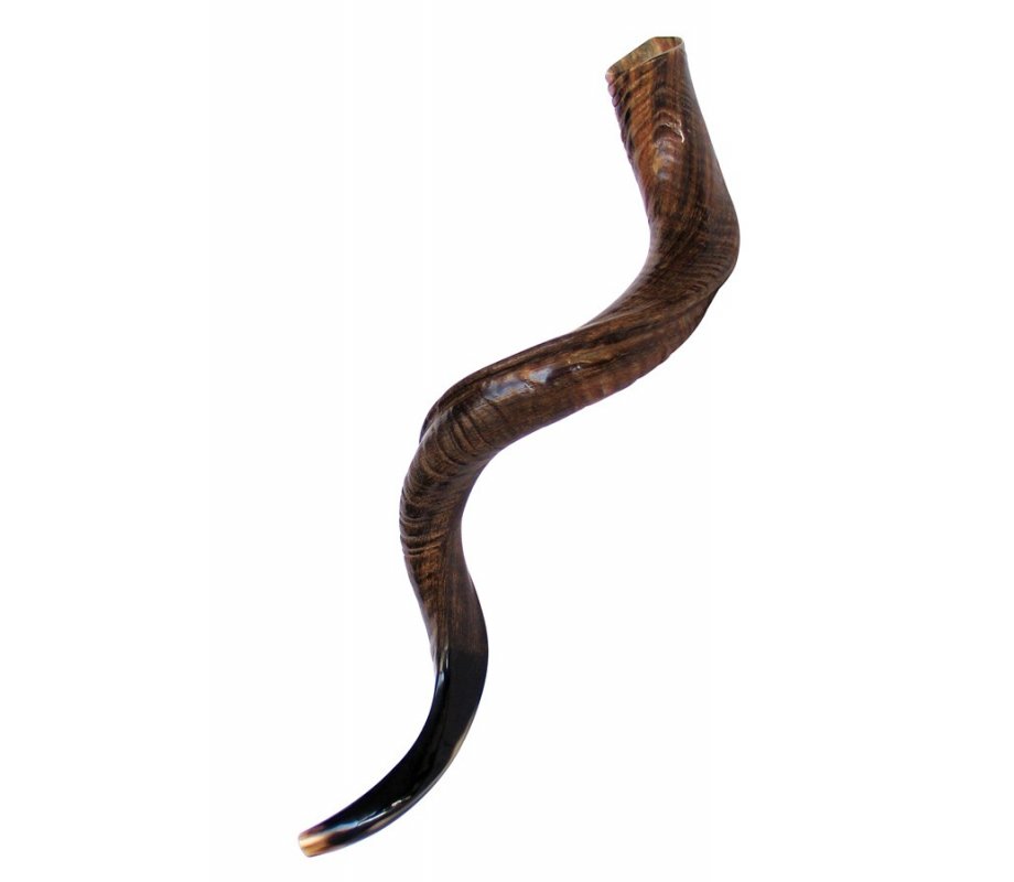 Large Natural Yemenite Shofar Kudu Horn 37
