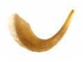 Large Polished Rams Horn Shofar 15