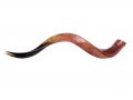 Large Polished Yemenite Shofar Kudu Horn 33