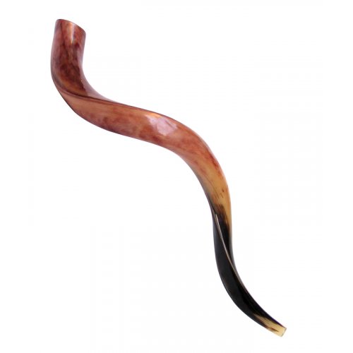 Large Polished Yemenite Shofar Kudu Horn 33