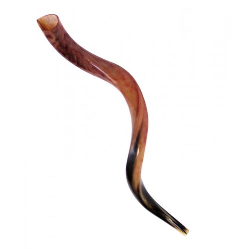 Large Polished Yemenite Shofar Kudu Horn 33