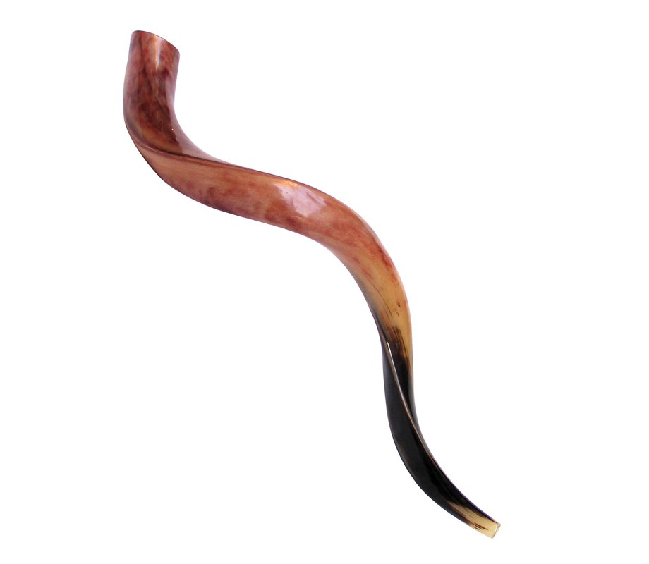 Large Polished Yemenite Shofar Kudu Horn 33