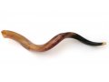 Large Polished Yemenite Shofar Kudu Horn 37