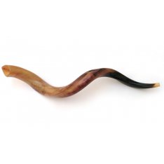 Large Polished Yemenite Shofar Kudu Horn 37