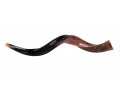 Large Yemenite Shofar Half Polished Half Natural - 34