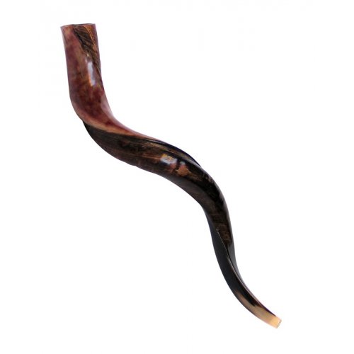 Large Yemenite Shofar Half Polished Half Natural - 34