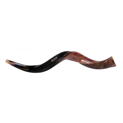 Large Yemenite Shofar Half Polished Half Natural - 34