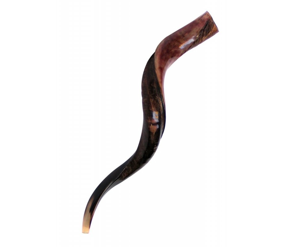 Large Yemenite Shofar Half Polished Half Natural - 34