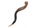 Large Yemenite Shofar Half Polished Half Natural - 37