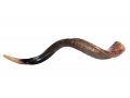 Large Yemenite Shofar Half Polished Half Natural - 37