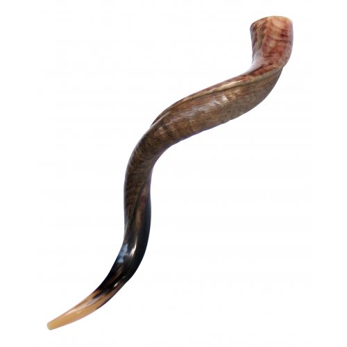 Large Yemenite Shofar Half Polished Half Natural - 37