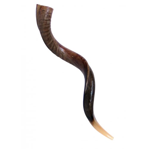 Large Yemenite Shofar Half Polished Half Natural - 37