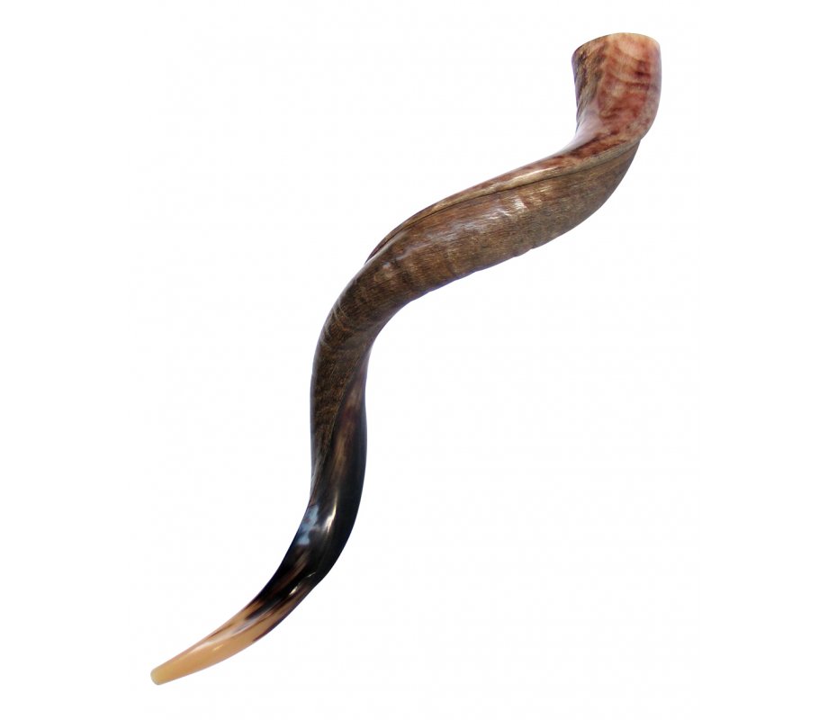 Large Yemenite Shofar Half Polished Half Natural - 37
