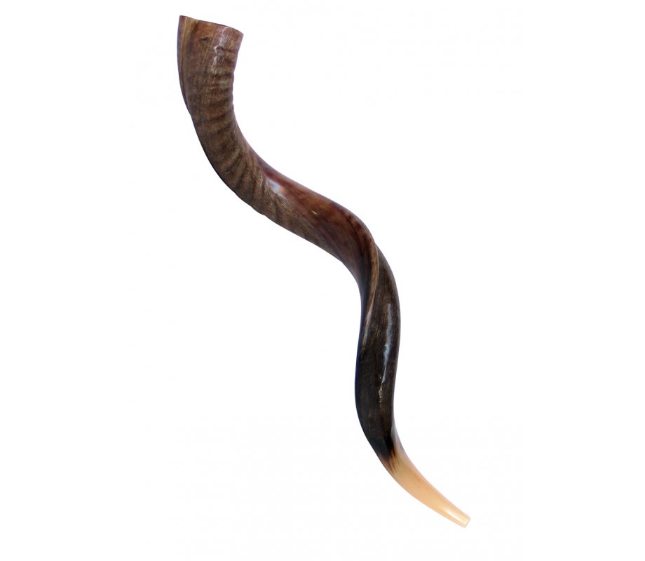 Large Yemenite Shofar Half Polished Half Natural - 37