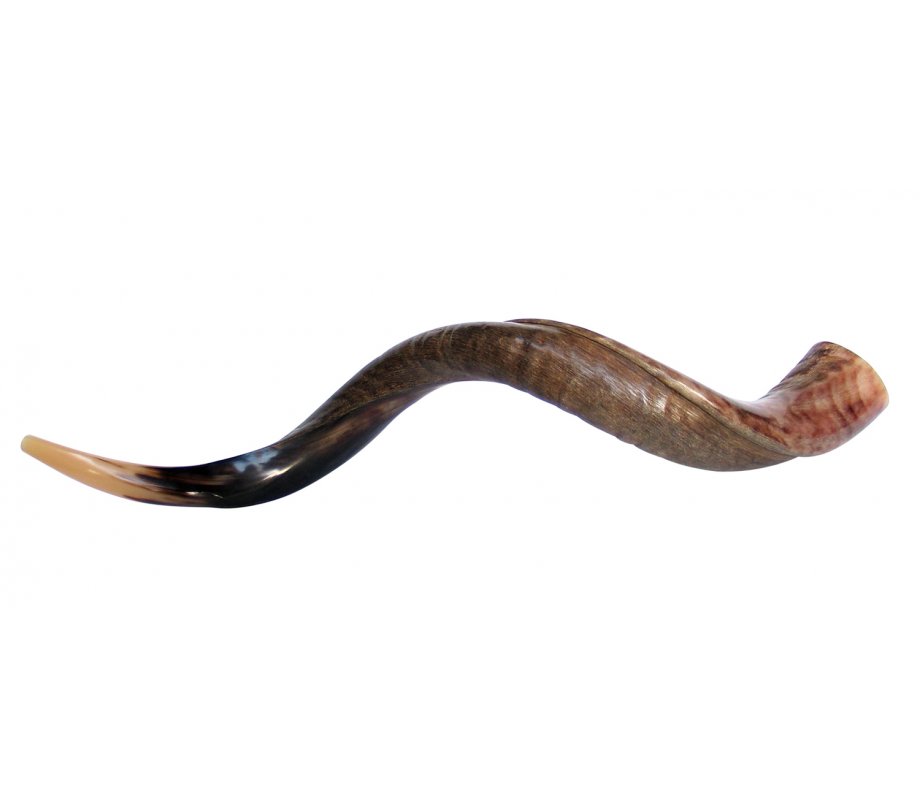 Large Yemenite Shofar Half Polished Half Natural - 37