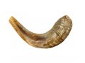 Medium Natural Rams Horn Shofar 13