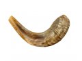 Medium Natural Rams Horn Shofar 13