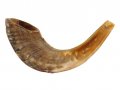 Medium Natural Rams Horn Shofar 13