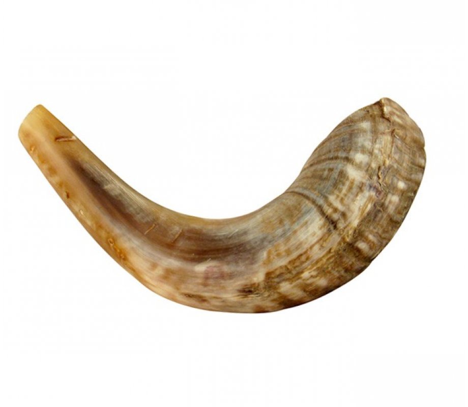 Medium Natural Rams Horn Shofar 13