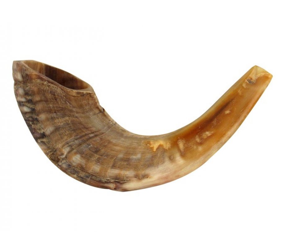 Medium Natural Rams Horn Shofar 13