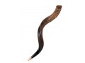 Medium Natural Yemenite Shofar Kudu Horn 29