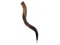 Medium Natural Yemenite Shofar Kudu Horn 29