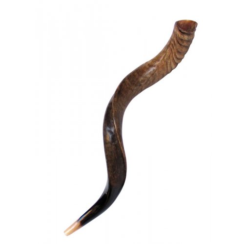 Medium Natural Yemenite Shofar Kudu Horn 29