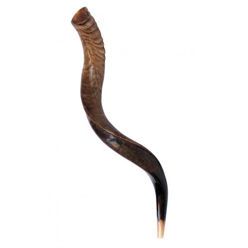 Medium Natural Yemenite Shofar Kudu Horn 29