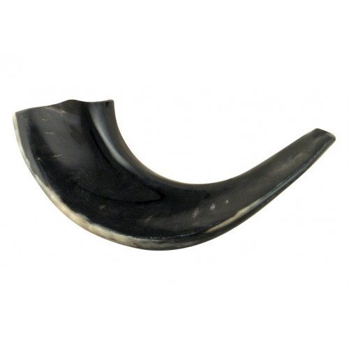 Medium Polished Black Rams Horn Shofar 13