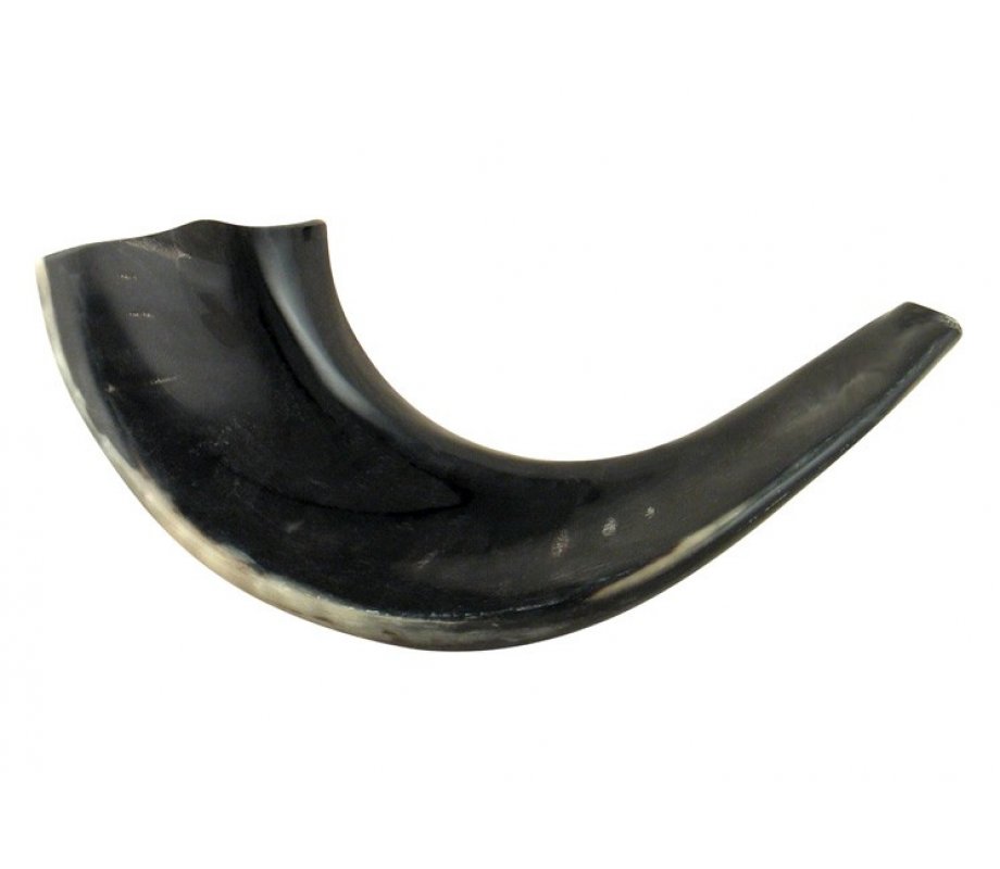 Medium Polished Black Rams Horn Shofar 13
