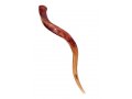 Medium Polished Yemenite Shofar Kudu Horn 29