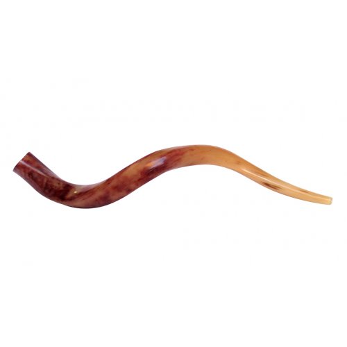 Medium Polished Yemenite Shofar Kudu Horn 29