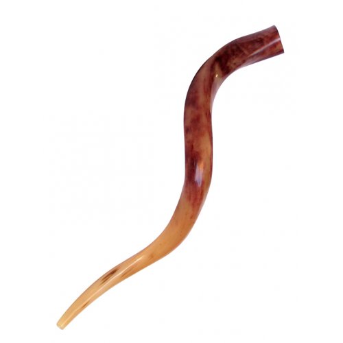 Medium Polished Yemenite Shofar Kudu Horn 29