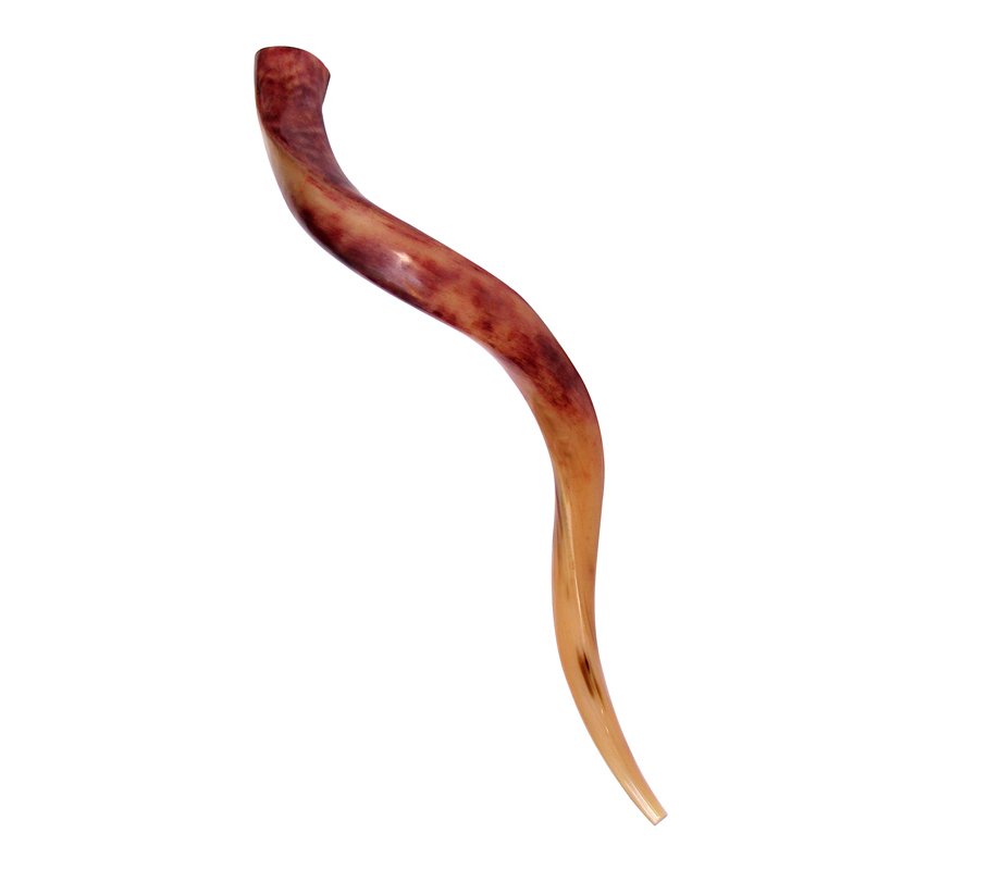 Medium Polished Yemenite Shofar Kudu Horn 29