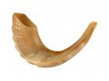 Medium Rams Horn Shofar - Polished 13