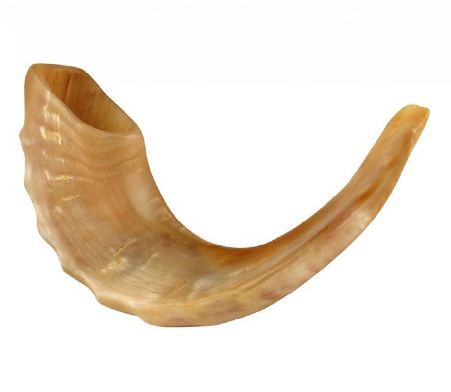 Medium Rams Horn Shofar - Polished 13