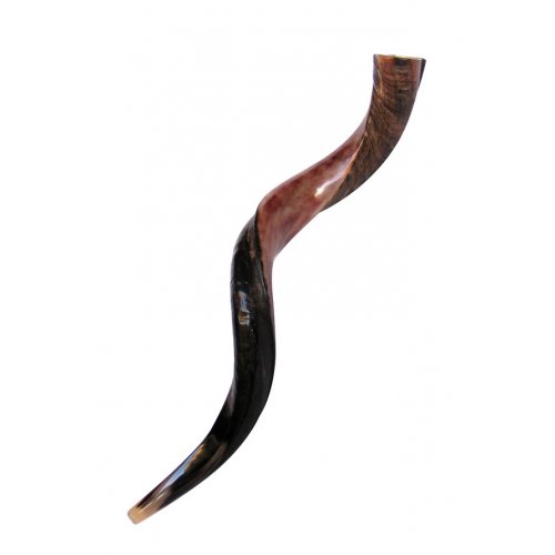 Medium Yemenite Shofar Half Polished Half Natural - Medium 32