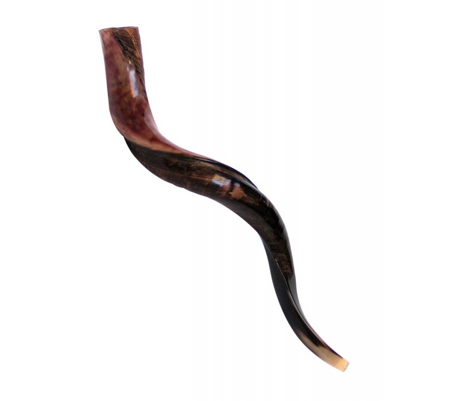 Medium Yemenite Shofar Half Polished Half Natural - Medium 32