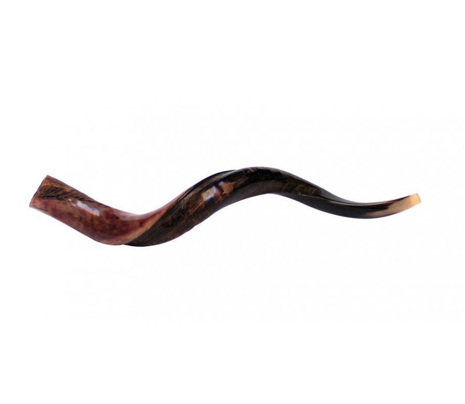 Medium Yemenite Shofar Half Polished Half Natural - Medium 32